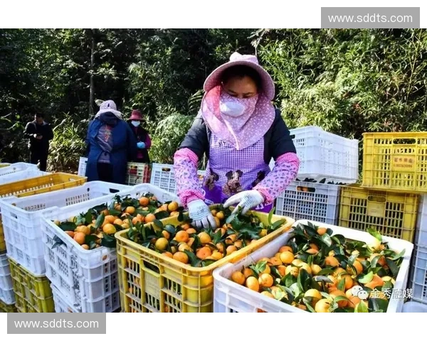 江西直播创新发展助力乡村振兴 打造多元化互动平台提升地方影响力 江西直播创新发展助力乡村振兴 打造多元化互动平台提升地方影响力